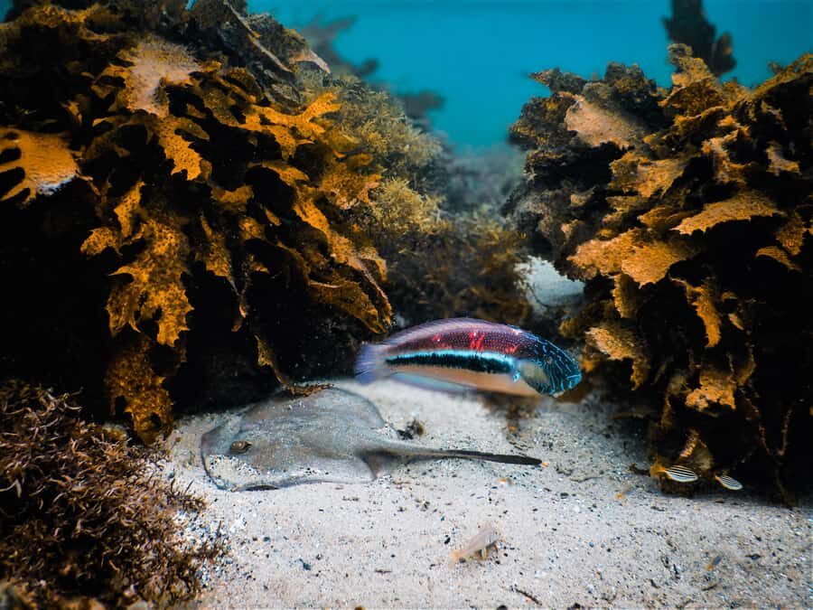 Snorkeling Tour: Discover Sydney’s impressive sea life - The gear you get, and the camera-free part you’ll appreciate