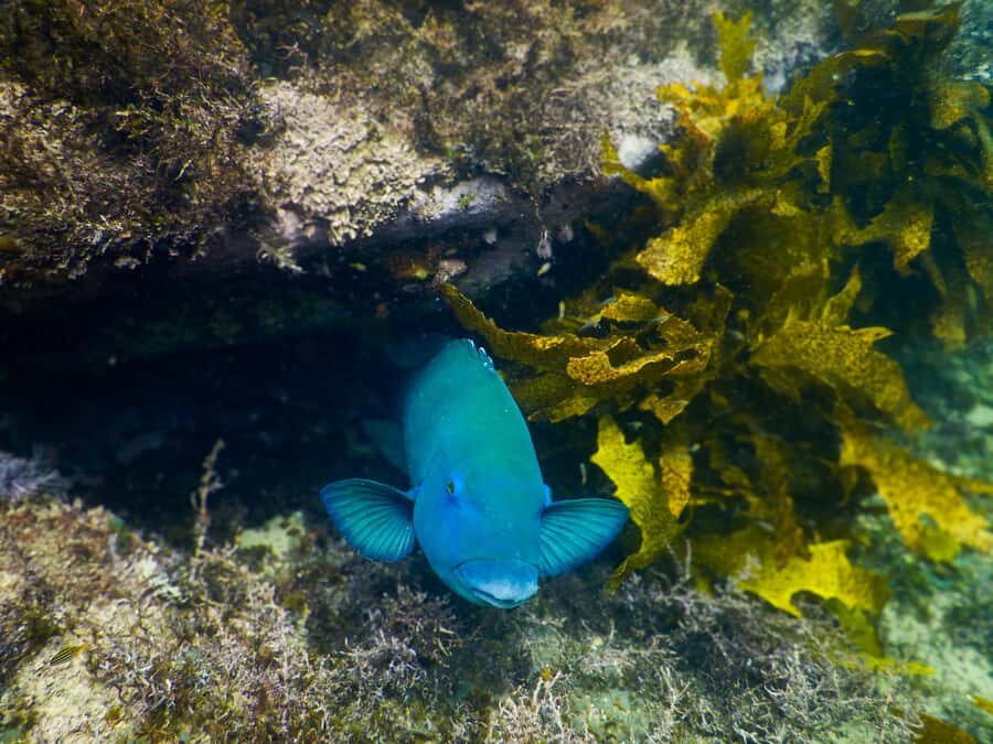 Snorkeling Tour: Discover Sydney’s impressive sea life - Should you book this Clovelly sea-life snorkeling tour?