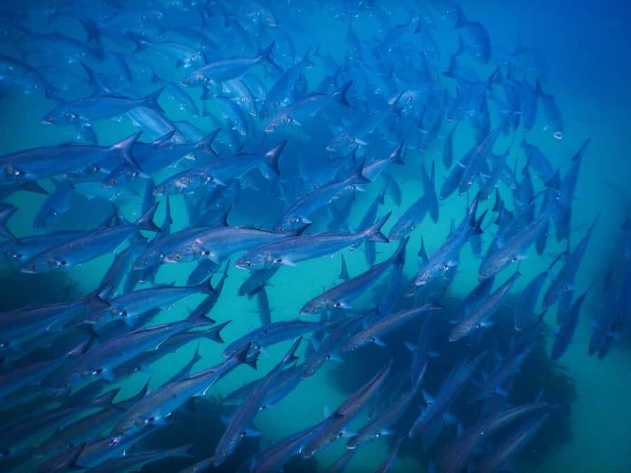 Snorkeling Tour: Discover Sydney’s impressive sea life - FAQ