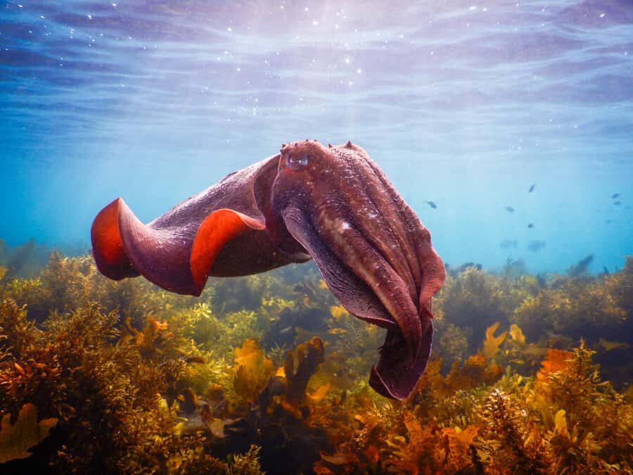 Snorkeling Tour: Discover Sydney’s impressive sea life - Safety briefing and guide support (before you hit the water)