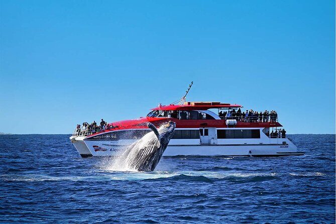Sunset and Sparkle Sydney Harbour Cruise - Who Should Book This (and Who Might Skip It)