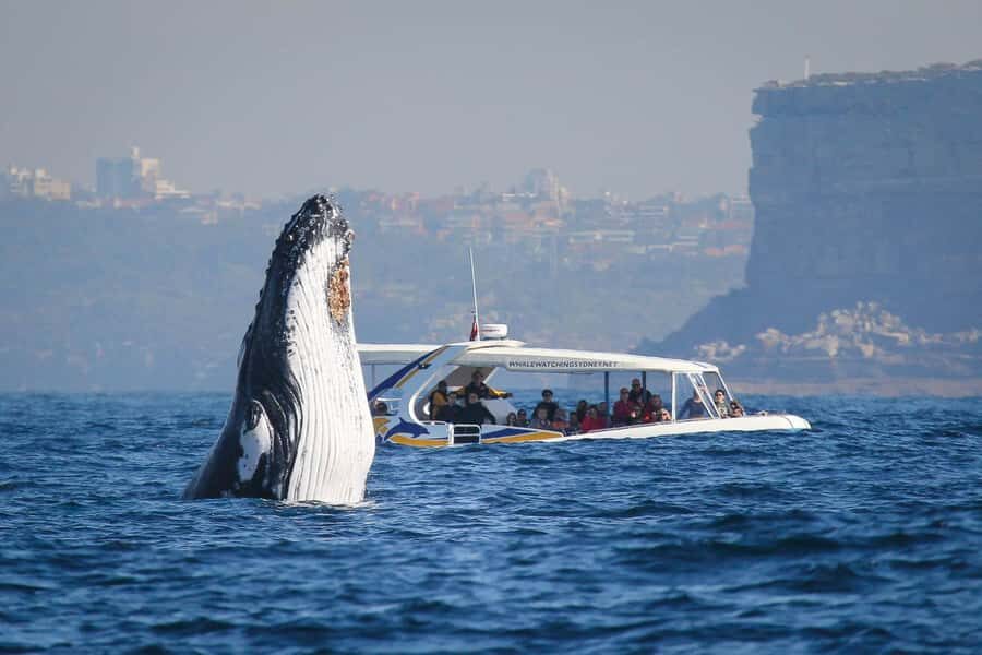 Sydney: 2.5 hour Adventure Whale Watching Cruise - Quick Hits Before You Go