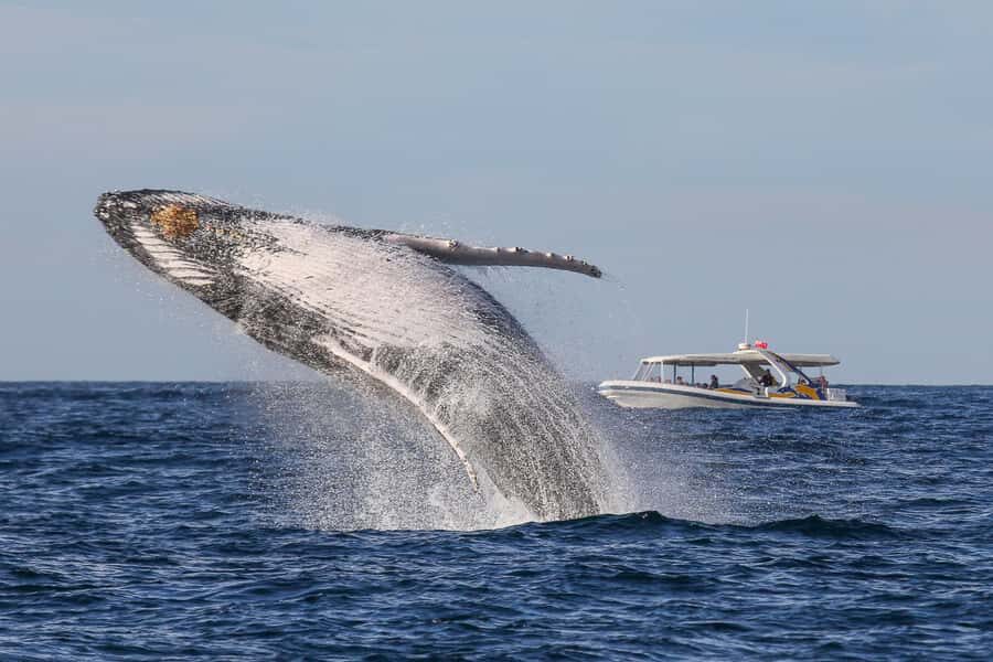 Sydney: 2.5 hour Adventure Whale Watching Cruise - Why This Fast Boat Whale Watch Feels Like a Rollercoaster