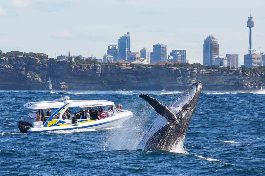 Sydney: 2.5 hour Adventure Whale Watching Cruise - The High-Speed Run Out: What 80 km/h Means for Your Senses
