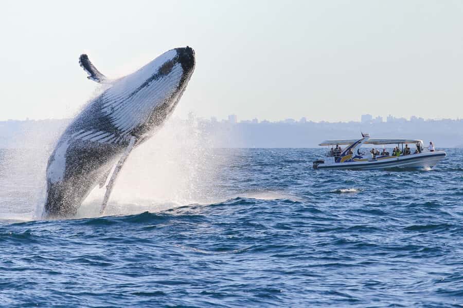 Sydney: 2.5 hour Adventure Whale Watching Cruise - Who This Cruise Fits Best (and Who Should Skip It)