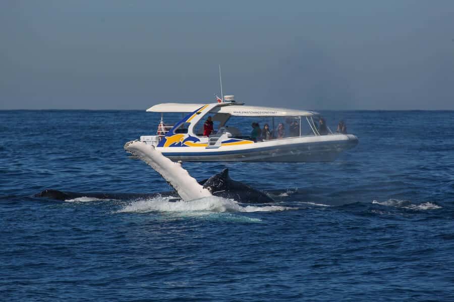Sydney: 2.5 hour Adventure Whale Watching Cruise - Getting on Board at Darling Harbour or Circular Quay (Pier 26)