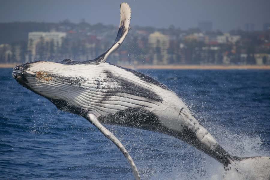 Sydney: 2-hour Express Whale Watching Cruise - Quick hits for a top-value Sydney whale watch