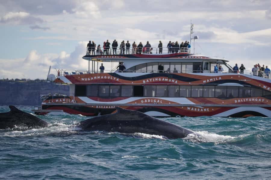 Sydney: 2-hour Express Whale Watching Cruise - What you’re looking for: humpbacks, pods, and the bonus animals