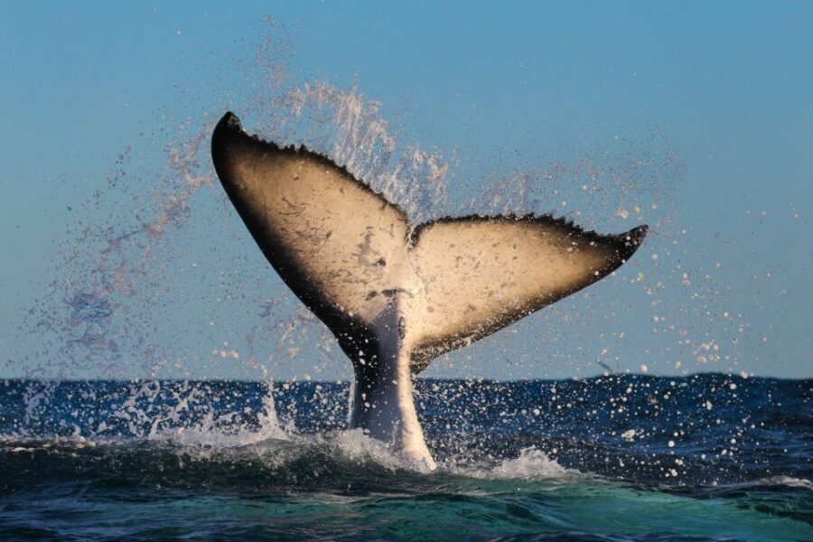 Sydney: 2-hour Express Whale Watching Cruise - The guide style: live commentary that stays useful