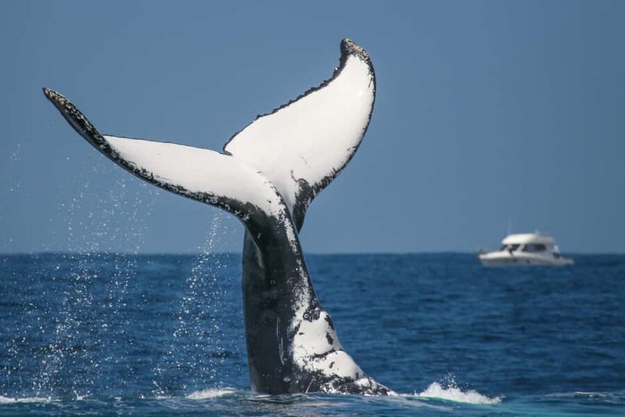 Sydney: 2-hour Express Whale Watching Cruise - Price and value: why $63 feels fair for a 2-hour cruise