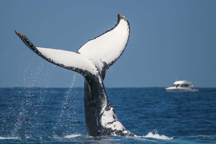 Sydney: 2-hour Express Whale Watching Cruise - Who this cruise fits best (and who might want a different option)