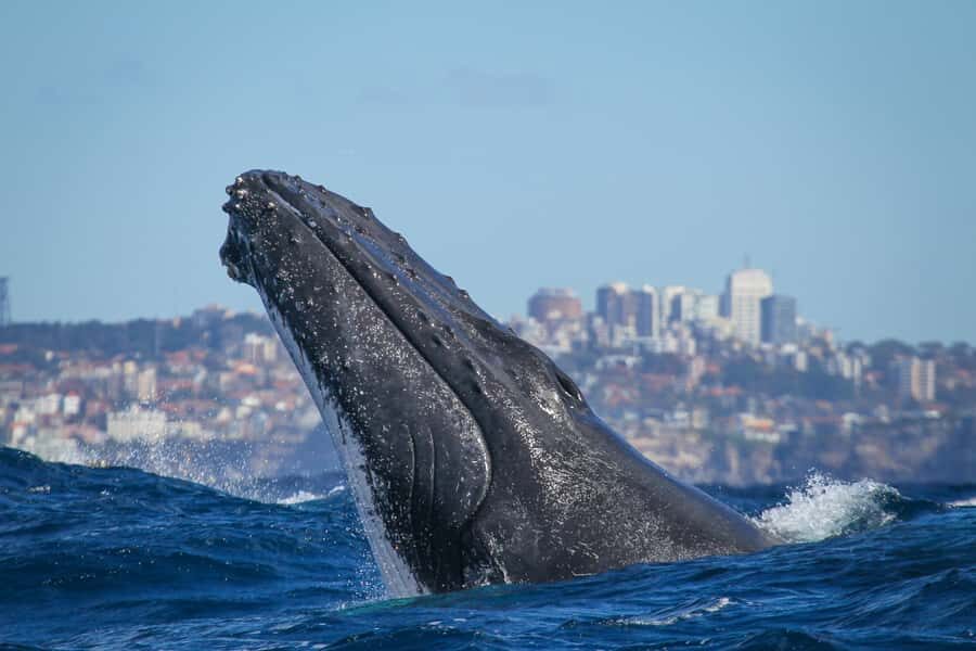 Sydney: 2-hour Express Whale Watching Cruise - The boat: Fantasea Crystal and where you’ll actually want to sit