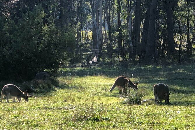 Sydney Blue Mountains Day Tour with Wildlife Park and Waterfalls - Blue Mountains National Park: guided walking and waterfall time