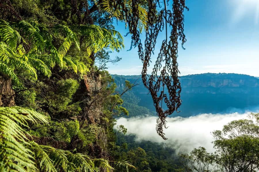 Sydney: Blue Mountains Late Start, Walks Waterfalls & Koalas - Price and Value: What $196 Covers (and What It Doesn’t)