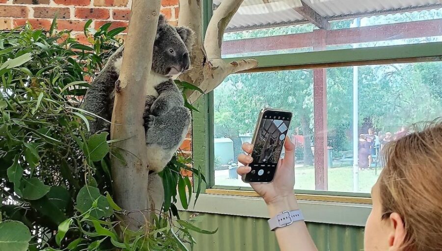 Sydney: Blue Mountains Late Start, Walks Waterfalls & Koalas - VIP Koala Encounter With the Keeper: How It Feels Up Close
