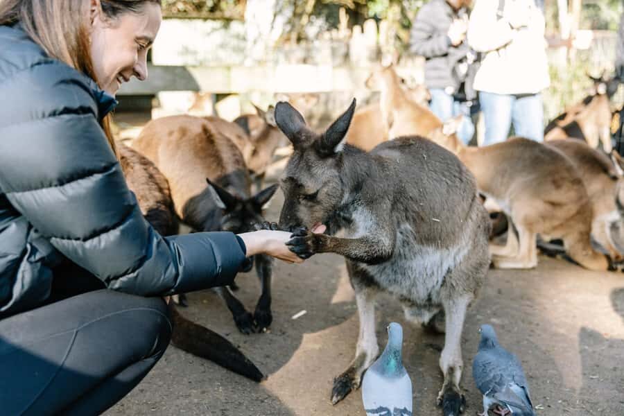 Sydney: Blue Mountains Scenic World, Wildlife Park and Lunch - A One-Day Blue Mountains Fix Without the Stress