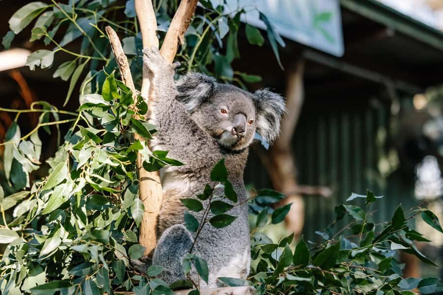 Sydney: Blue Mountains Scenic World, Wildlife Park and Lunch - FAQ