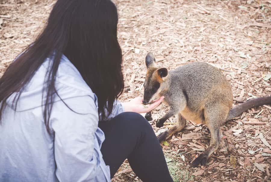 Sydney: Blue Mountains Wildlife & Bushwalk Small-Group Tour - Blue Mountains Lookouts en route: Where the Crowds Don’t Ruin the Photos