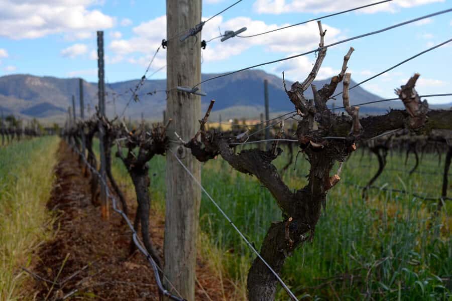 Sydney: Chef-Led Hunter Valley Food & Wine Tour - A few tips to make the day feel effortless
