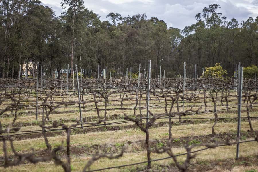 Sydney: Chef-Led Hunter Valley Food & Wine Tour - Chef Jimmy’s food + wine pairings: the main event
