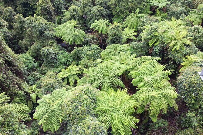 Sydney City and Blue Mountains in One Day Private Tour - Scenic World: cable car, railway, and gondola (and budget for the ticket)
