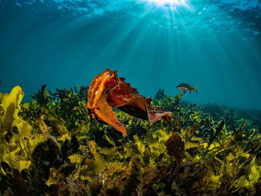 Sydney: Discover Scuba Dive at Australia's most Iconic Beach - Comfort, first-timer nerves, and simple things that make you better fast