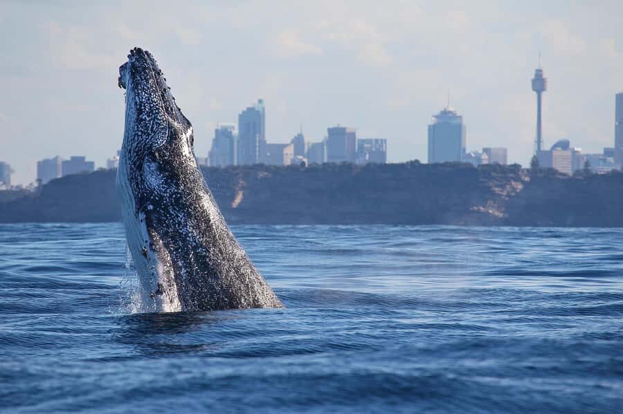 Sydney: Discovery Whale Watching Tour by Catamaran - Fantasea Avalon: a catamaran made for whale sightings