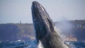 Sydney: Discovery Whale Watching Tour by Catamaran - The 30-minute sprint to open ocean (and why it’s smart)
