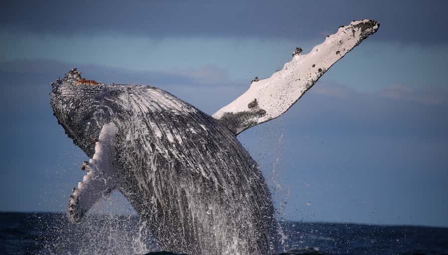 Sydney: Discovery Whale Watching Tour by Catamaran - Whale watching in real time: how sightings usually play out