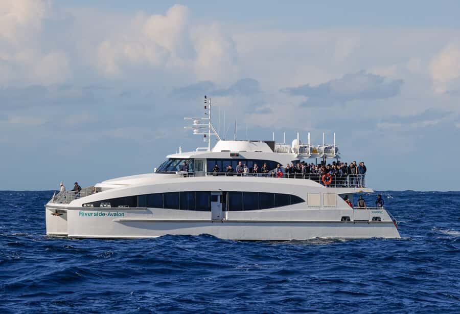 Sydney: Discovery Whale Watching Tour by Catamaran - Price and value: is $63 worth it?