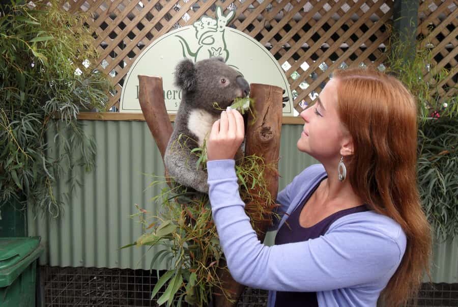 Sydney: Featherdale Wildlife Park Private Tour - Featherdale Wildlife Park: the animal-focus day trip that actually feels special