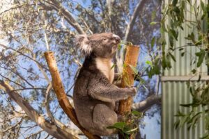 Sydney: Featherdale Wildlife Park Private Tour - 4-hour private schedule from Sydney: what this timing buys you