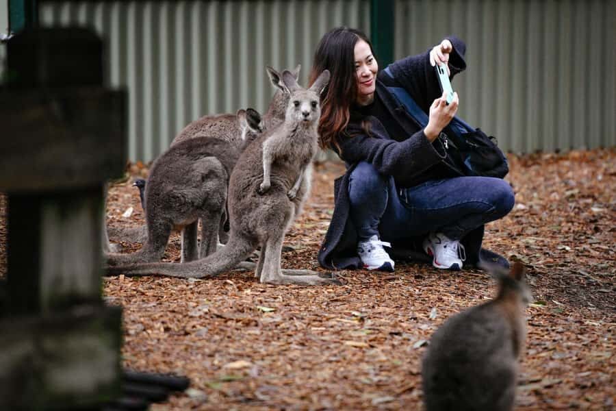 Sydney: Featherdale Wildlife Park Private Tour - Open-range kangaroos: the encounter that people come for