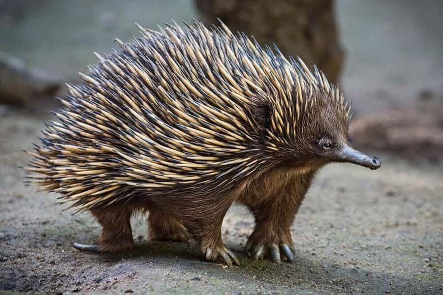 Sydney: Featherdale Wildlife Park Private Tour - Price and value: when the private car is worth it, and when it isn’t