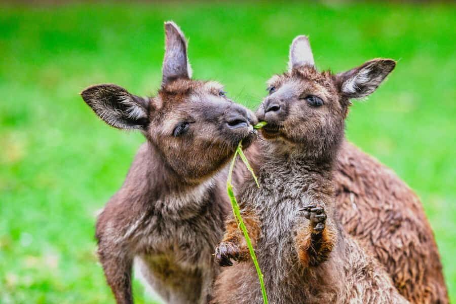 Sydney: Featherdale Wildlife Park Private Tour - What’s included vs not included: the add-ons you should plan around
