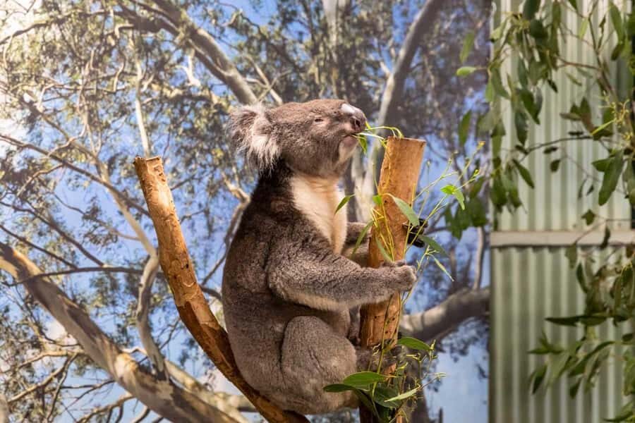 Sydney: Featherdale Wildlife Park Private Tour - 4-hour private schedule from Sydney: what this timing buys you