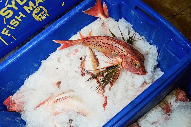 Sydney Fish Market Behind the Scenes Tour - Blue crates and the 100+ species reality check