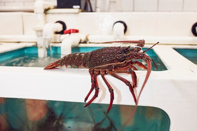 Sydney Fish Market Behind the Scenes Tour - Who should book this tour (and who might skip it)