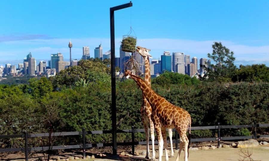Sydney: Flexi Pass - Pick 3, 5 or 7 Experiences - Blue Mountains Explorer Bus: a simple way out of the city