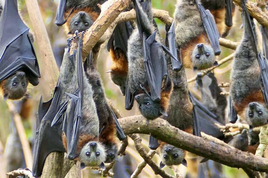 Sydney: Flying Fox Tour, Australia's Largest Bats - Gear That Makes Photos Less Stressful: Zoom Cameras and Binoculars
