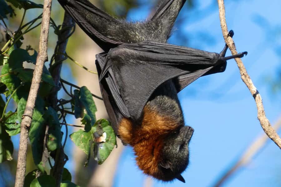 Sydney: Flying Fox Tour, Australia's Largest Bats - Your Guide Sets the Tone: Damon, Dave, and a Small-Group Pace