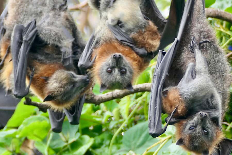Sydney: Flying Fox Tour, Australia's Largest Bats - Outdoors Means Bring Real Stuff: Shoes, Weather, and Luggage Rules