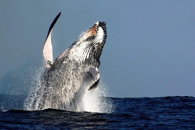 Sydney Harbour Bridge Kayak & Breakfast Tour - Price and value: $139.86 for a harbor morning that’s more than a photo stop