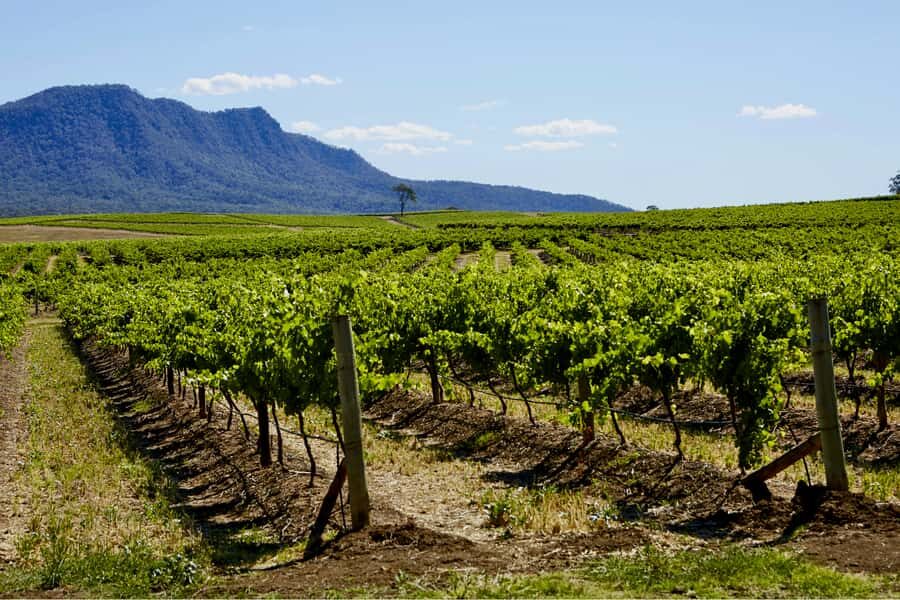 Sydney: Hunter Valley Wineries Day Trip with Food Tastings - From Sydney to Hunter Valley, with tasting stops that actually feed you