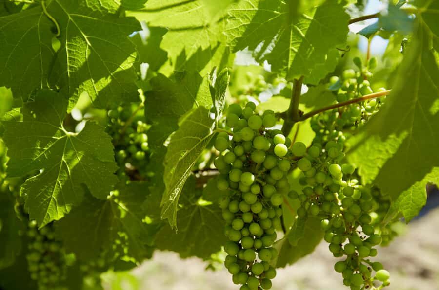 Sydney: Hunter Valley Wineries Day Trip with Food Tastings - Olive Centre tasting: oils, chilies, chutneys, and dips