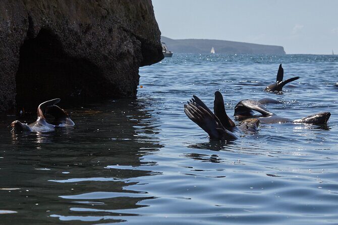 Sydney Kayak Seal Encounter Adventure with Gourmet Food - Seals and secluded paddling in Pittwater