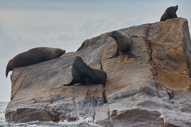 Sydney Kayak Seal Encounter Adventure with Gourmet Food - Paddle to other wildlife and quieter shorelines