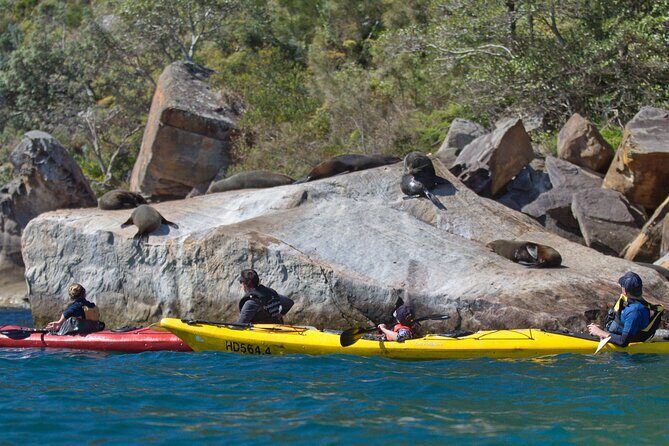 Sydney Kayak Seal Encounter Adventure with Gourmet Food - Returning to the starting point: finishing without fatigue