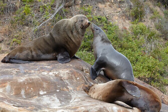 Sydney Kayak Seal Encounter Adventure with Gourmet Food - Starting at Palm Beach: the 10:30 launch window