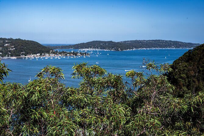 Sydney: Ku-ring-gai Chase National Park with Hike, Swim, Picnic - Resolute Beach: Golden Sand Time Without the Big-Crowd Feel